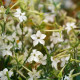 Tabak Perfume White F1 - Nicotiana - predaj semien - 50 ks