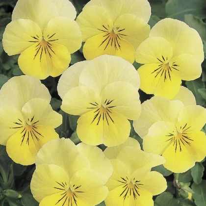 Fialka rohatá Sorbet Lemon Chiffon - Viola cornuta - predaj semien - 20 ks