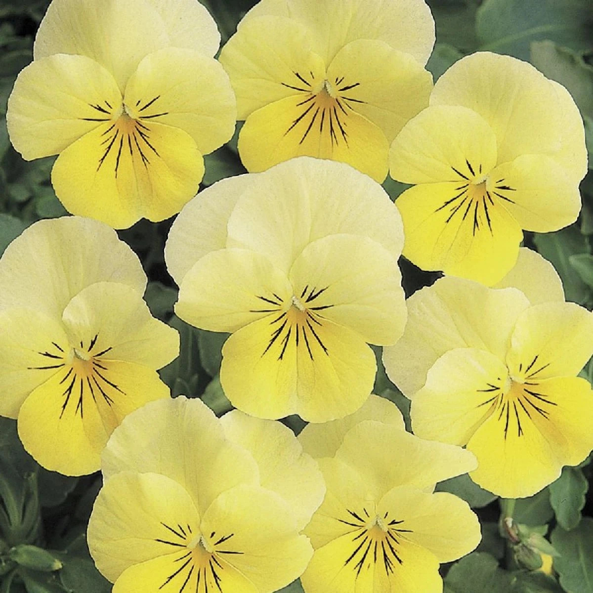 Fialka rohatá Sorbet Lemon Chiffon - Viola cornuta - predaj semien - 20 ks