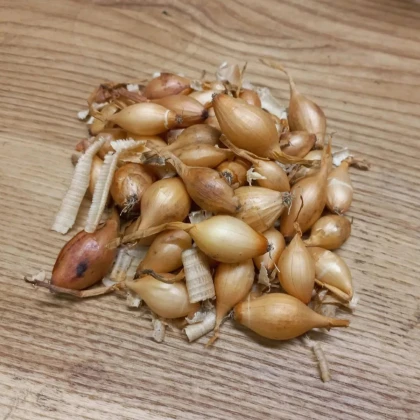 BIO Cibuľa sadzačka Sturon - Allium cepa - predaj cibuliek - 250 g