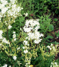 Túžobník obyčajný - Filipendula vulgaris - semiačka - 0,3 g