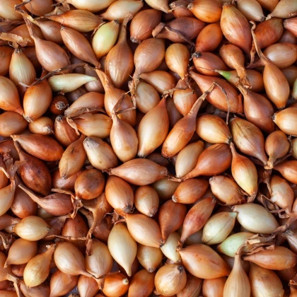 BIO Cibuľa sadzačka Štutgart - Allium cepa - predaj cibuliek - 250 g