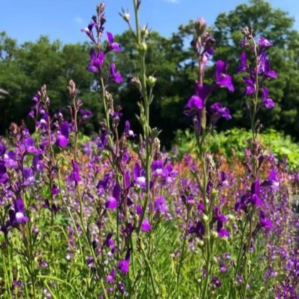Línia marocká Licilia Azure - Linaria maroccana - predaj semien - 100 ks