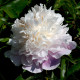 Pivónia Amabilis - Paeonia lactiflora - predaj cibuľovín - 1 ks