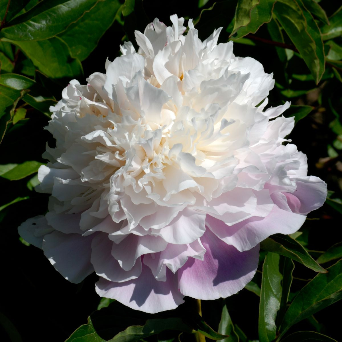 Pivónia Amabilis - Paeonia lactiflora - predaj cibuľovín - 1 ks