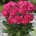 Pivonka Patio London - Paeonia Lactiflora - predaj cibuľovín - 1 ks