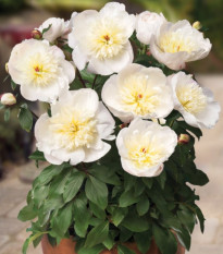 Pivónia Patio Madrid - Paeonia - predaj cibuľovín - 1 ks