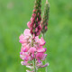 Vičenec vikolistý - Onobrychis viciifolia - semiačka - 50 ks