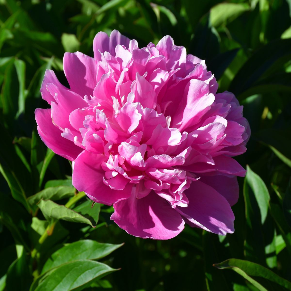 Pivonka Patio Rome - Paeonia lactiflora - predaj cibuľovín - 1 ks
