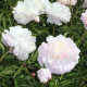 Pivónia Shirley Temple - Paeonia lactiflora - predaj hľúz - 1 ks
