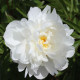 Pivónia Gardenia - Paeonia lactiflora - hľuzy pivónie - 1 ks