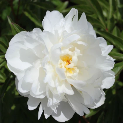 Pivónia Gardenia - Paeonia lactiflora - hľuzy pivónie - 1 ks