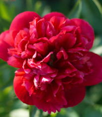 Pivónia Felix Crouse - Paeonia lactiflora - predaj cibuľovín - 1 ks