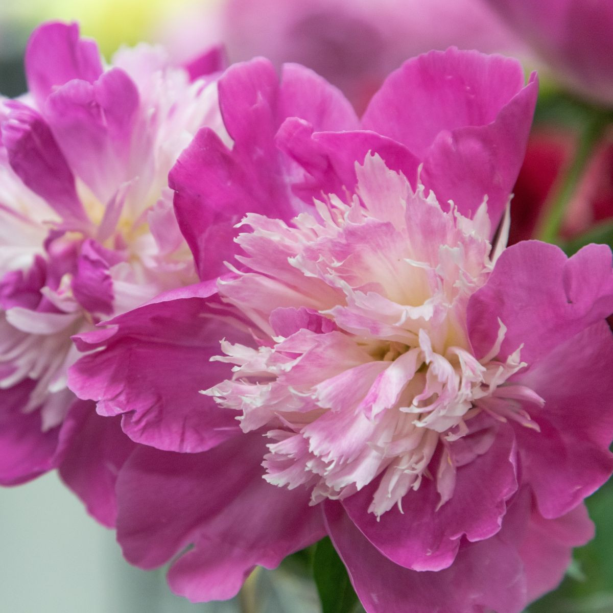 Pivónia Gay Paree - Paeonia lactiflora - predaj cibuľovín - 1 ks