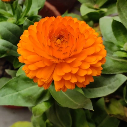 Nechtík lekársky Bon Bon oranžový - Calendula officinalis - predaj semien - 20 ks