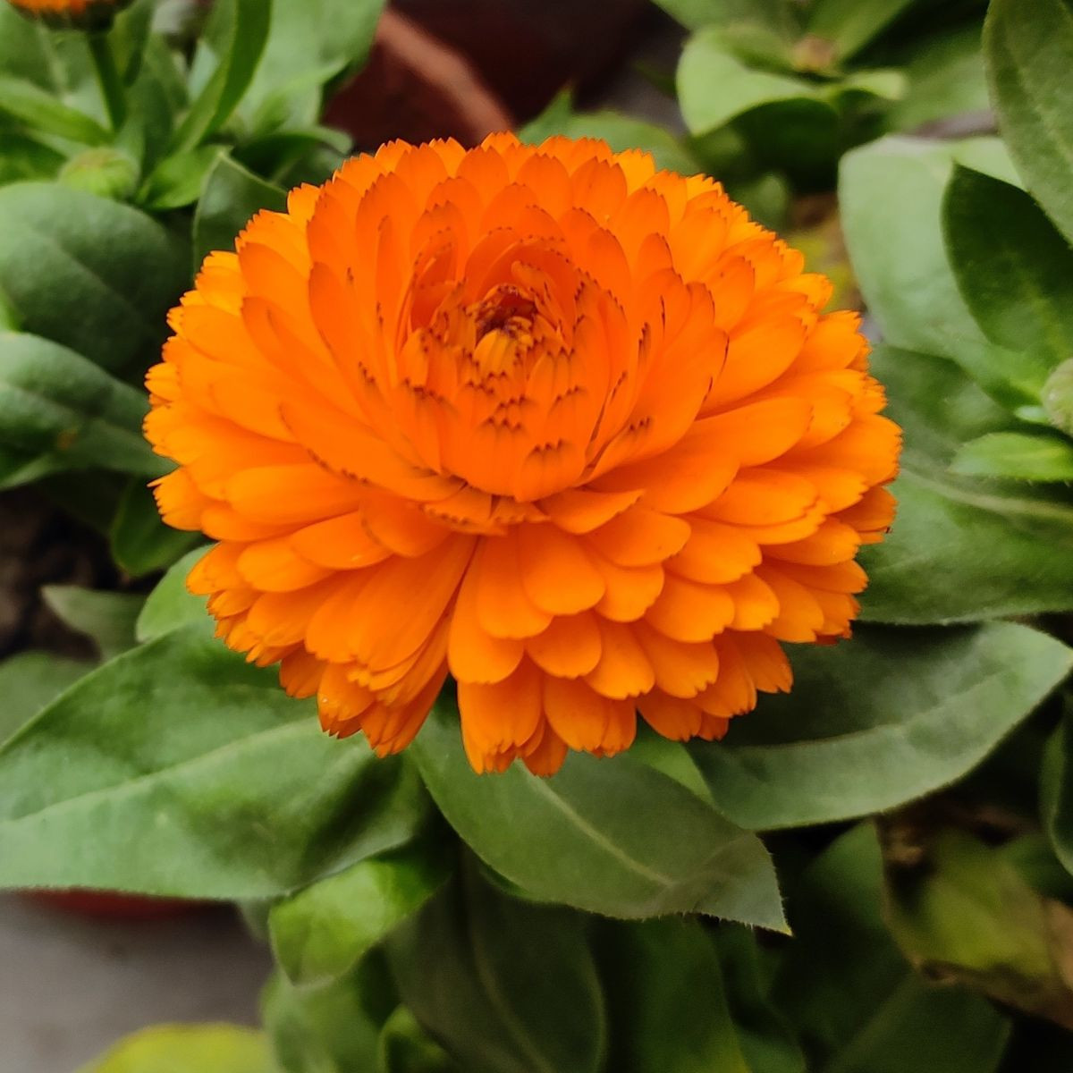 Nechtík lekársky Bon Bon oranžový - Calendula officinalis - predaj semien - 20 ks