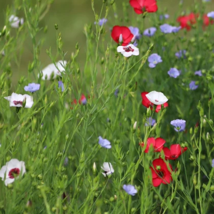 Ľan siaty zmes farieb - Linum grandiflorum - predaj semien - 180 ks
