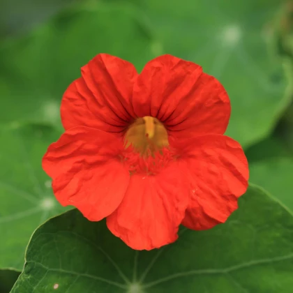 Kapucínka nízka Baby Deep Rose - Kapucínka - Tropaeolum mínus - predaj semien - 8 ks