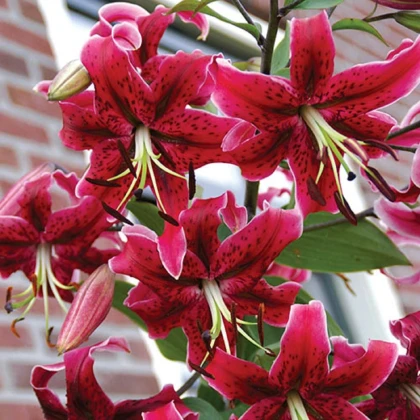 Ľalia Miss Feya - Lilium - predaj cibuľovín - 1 ks