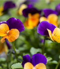 Fialka rohatá zmes farieb - Viola cornuta - semiačka - 300 ks