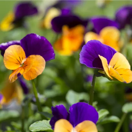 Fialka rohatá zmes farieb - Viola cornuta - semiačka - 300 ks