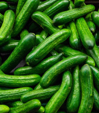 Uhorka šalátová Salamanda F1 - Cucumis sativus - predaj semien - 6 ks