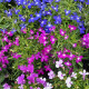 Lobelka previsnutá Color Cascade - Lobelia erinus pendula - predaj semien - 500 ks