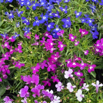 Lobelka previsnutá Color Cascade - Lobelia erinus pendula - predaj semien - 500 ks