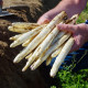 Špargľa Gijnlim biela - Asparagus officinalis - predaj jednoducho korenených sadeníc - 2 ks