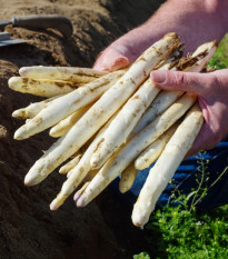 Špargľa Gijnlim biela - Asparagus officinalis - predaj jednoducho korenených sadeníc - 2 ks