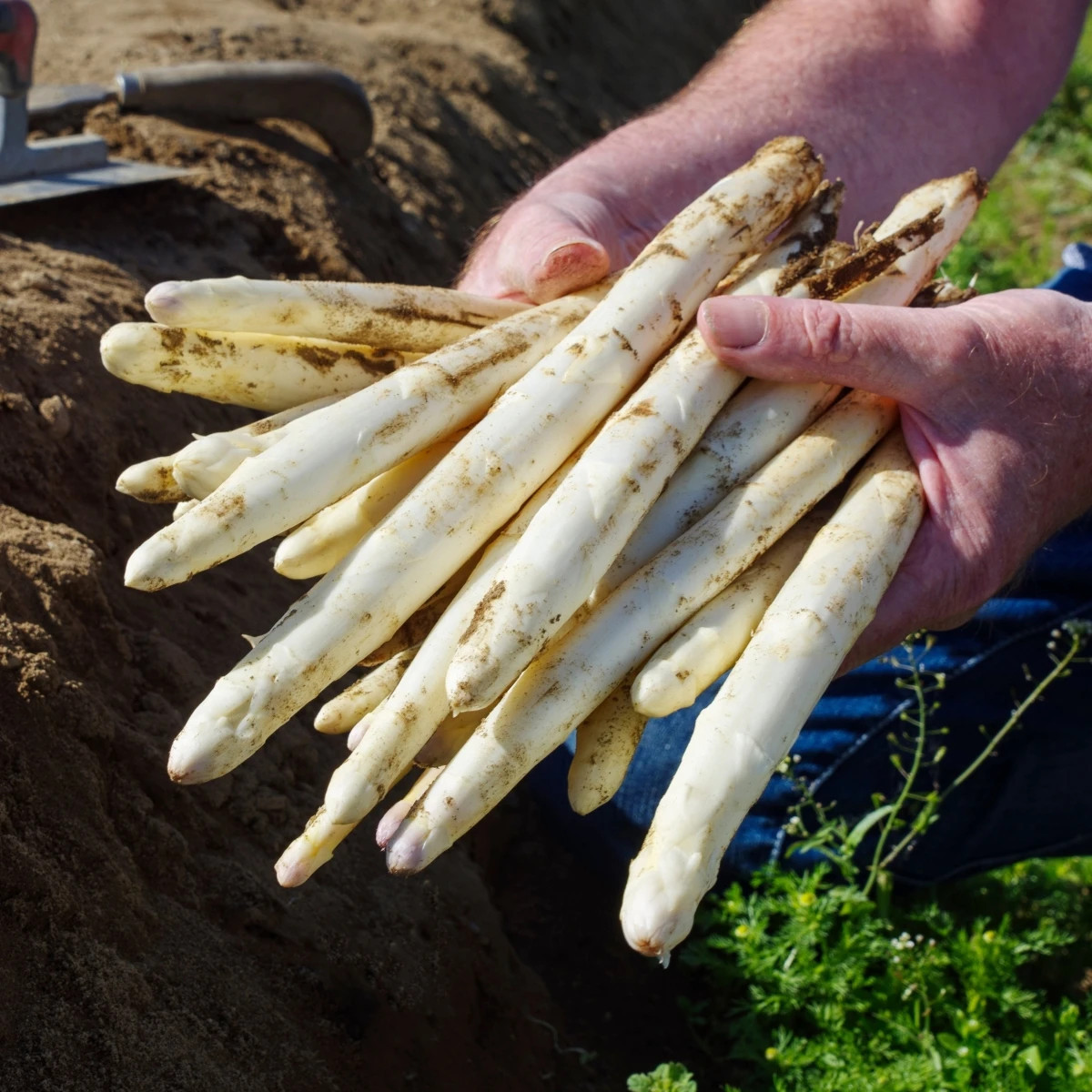 Špargľa Gijnlim biela - Asparagus officinalis - predaj jednoducho korenených sadeníc - 2 ks