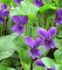 Fialka voňavá Kráľovná Šarlota - Viola odorata - semiačka - 50 ks