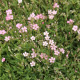 Gypsomilka pacifická - Nevestin závoj - Gypsophila pacifica - predaj semien - 100 ks