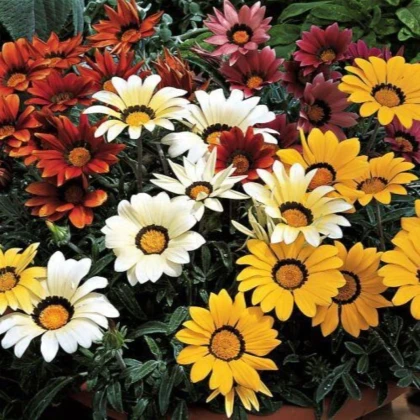 Gazánia Kiss Flame Mix F1 - Gazania rigens - predaj semien - 18 ks