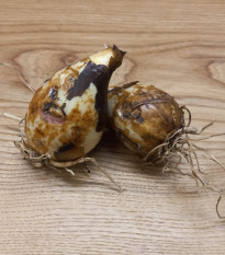 Ladoník bledomodrý - Camassia cusickii - predaj cibuľovín - 2 ks