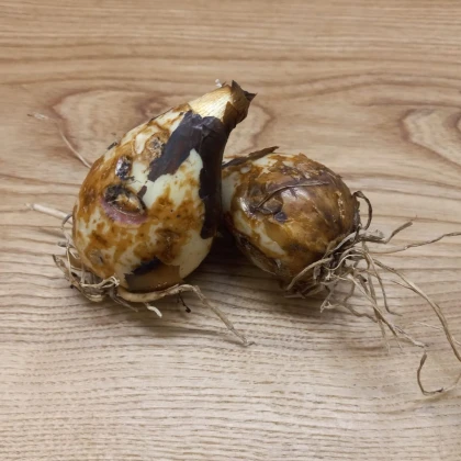 Ladoník bledomodrý - Camassia cusickii - predaj cibuľovín - 2 ks