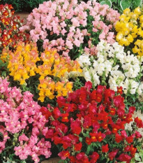 Papuľka väčšia Tom Pouce - Antirrhinum majus L. - predaj semien - 300 ks