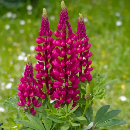 Vlčí bôb červený - Lupina mnoholistá - Lupinus polyphyllus - semiačka - 40 ks