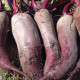 BIO Repa červená Formanova - Beta vulgaris - predaj semien - 50 ks