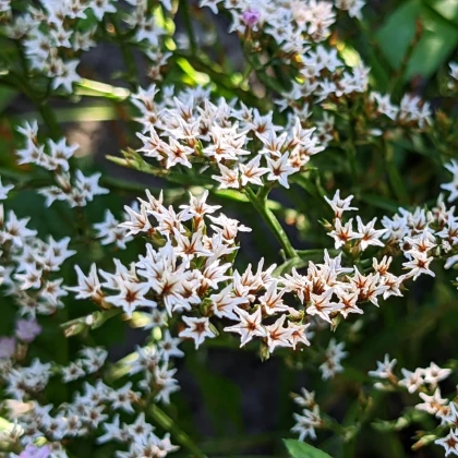 Limonka tatárska - Limonium tataricum - predaj semien - 50 ks