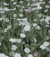 Kukučka vencová White - Lychnis coronaria - predaj semien - 100 ks
