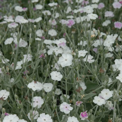 Kukučka vencová White - Lychnis coronaria - predaj semien - 100 ks