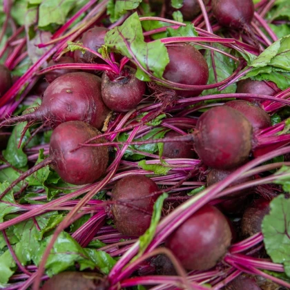 BIO Červená repa Boro F1 - Beta vulgaris - predaj bio semien - 50 ks