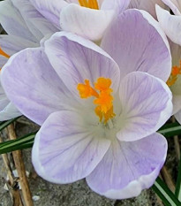 Krókus Candle Light - Crocus - predaj cibuľovín - 3 ks
