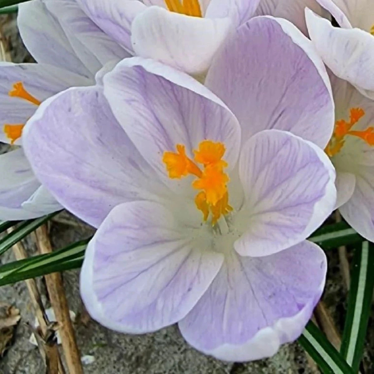 Krókus Candle Light - Crocus - predaj cibuľovín - 3 ks