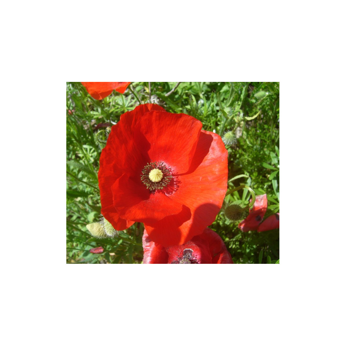 Vlčí mak červený - Papaver rhoeas - predaj semien - 250 ks
