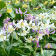 Kandík zmes - Erythronium - predaj cibuľovín - 3 ks