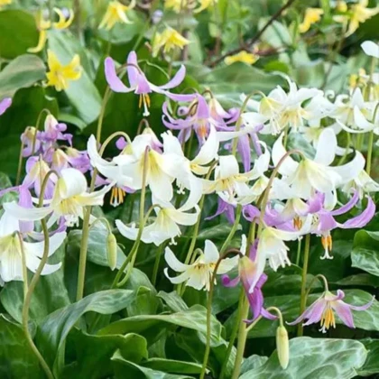 Kandík zmes - Erythronium - predaj cibuľovín - 3 ks