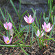 Tulipán Aucheriana - Tulipa - predaj cibuľovín - 3 ks