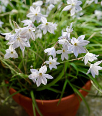 Jarná hviezdička Alberto Castilo - Ipheion uniflorum - predaj cibuľovín - 5 ks